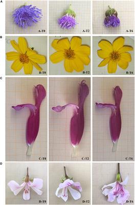 Phytonutritional Content and Aroma Profile Changes During Postharvest Storage of Edible Flowers